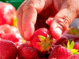 chomage fraises